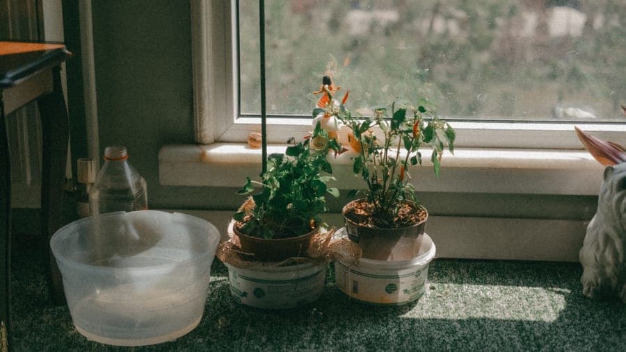 A compact budget Bluetooth speaker on a windowsill